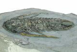 Huge, Early Cambrian Fallotaspis - Taroudant, Morocco #255635-3